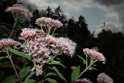 Close-up of pink flowering plants