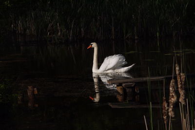 Swan swimming in lake