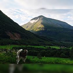 View of a horse on landscape