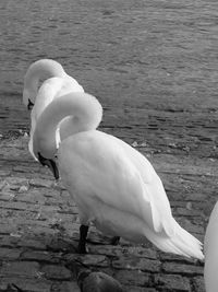 Close-up of swan on lake