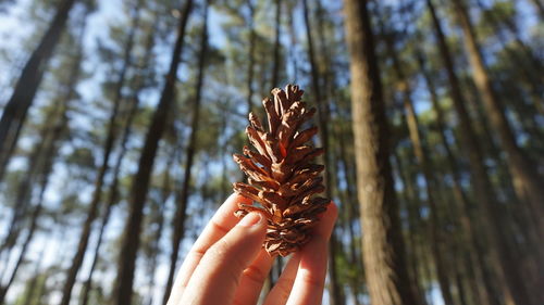 Close-up of hand holding pine tree