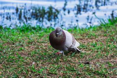 Close-up of a bird on field