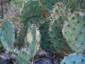 Close-up of prickly pear plant