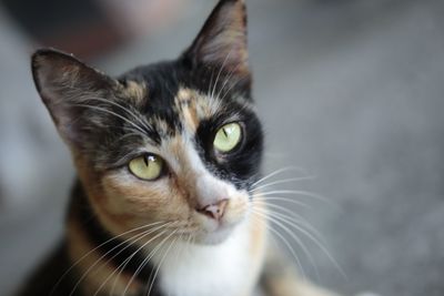 Close-up portrait of cat