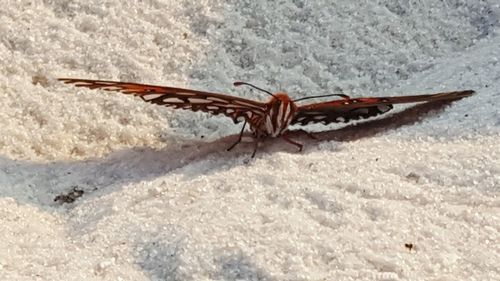 Close-up of lizard on sand