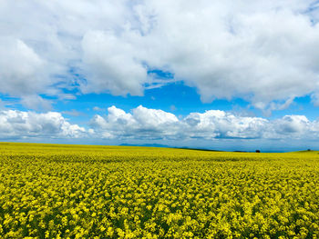 Scenic view of oilseed rape field against cloudy sky