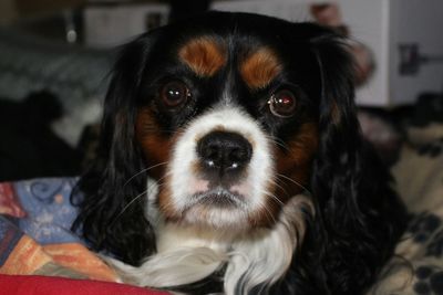 Close-up portrait of dog