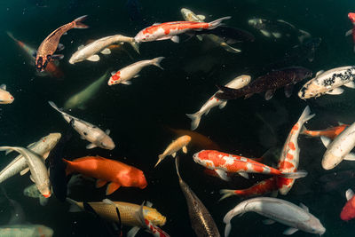 Fish swimming in sea