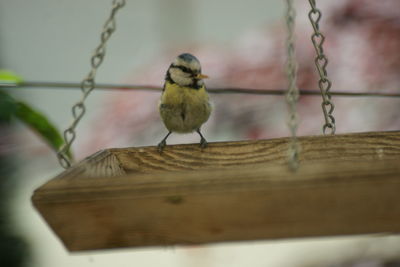 Close-up of bird perching on wood