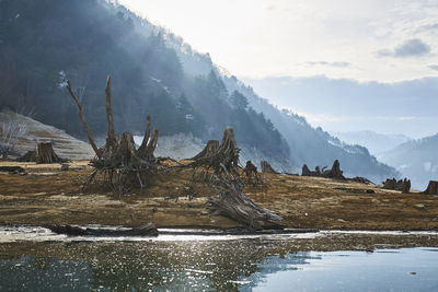 Driftwood at riverbank against mountain