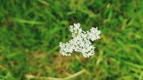 Close-up of flowers