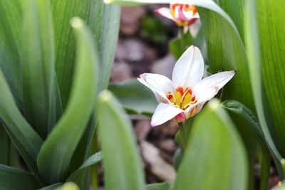 Close-up of flower blooming outdoors