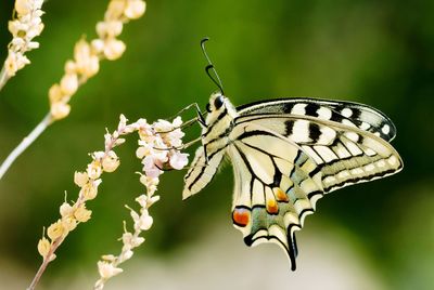 Close-up of butterfly pollinating on flower