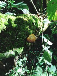 Close-up of plants