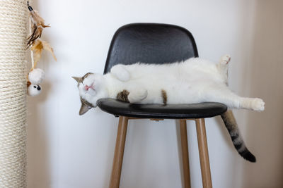 Cute fat domestic cat sleeping happy on leather bar chair next to big sisal scratching post