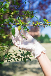 Cropped hand of woman holding plant