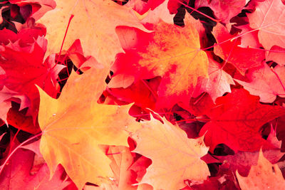Full frame shot of red maple leaves