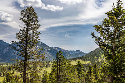 Scenic view of pine trees against sky