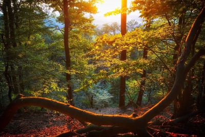 Trees in front of autumn forest