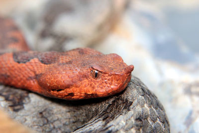 Close-up of lizard on rock