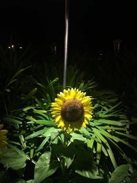 Close-up of yellow flowers at night