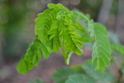 Close-up of green leaves