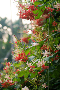 Close-up of fruits on tree