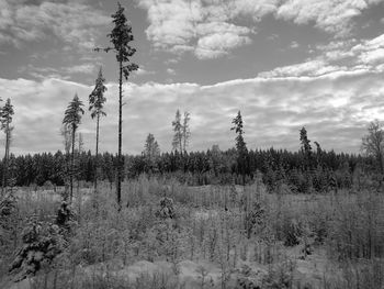 Plants on landscape against sky