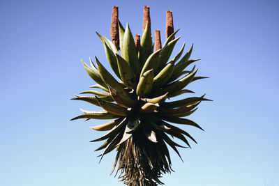 Low angle view of succulent plant against clear blue sky