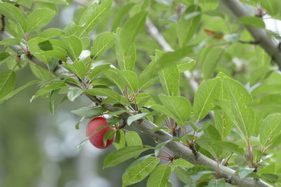 Close-up of red berries on tree