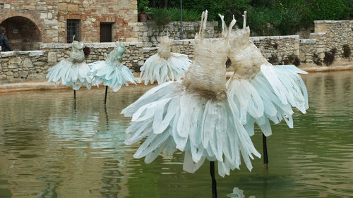 View of birds in lake