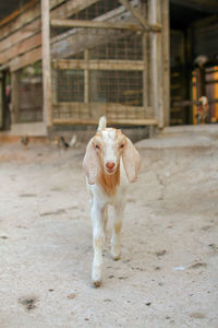 View of goat running