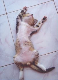 High angle view of cat lying upside down on tiled floor