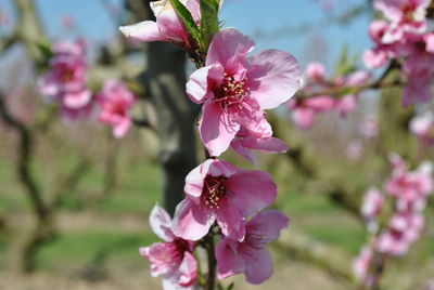 Close-up of pink flowers