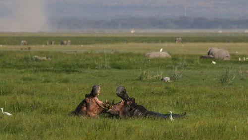 Hiooos fighting in a field