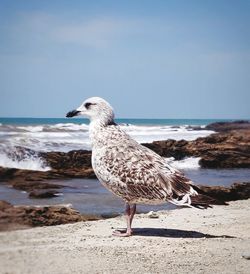 Seagull on a beach