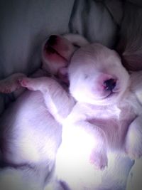 Close-up of dog sleeping on bed at home