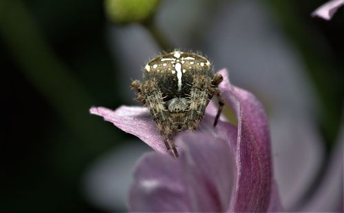 Close-up of insect on purple flower