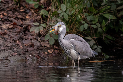 Close-up of bird in lake