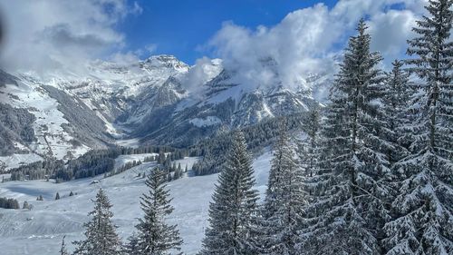 Snow covered pine trees in forest against sky