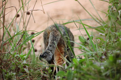 Close-up of a cat lying on grass