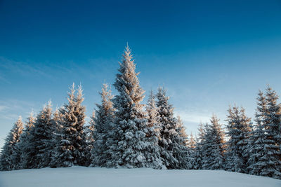 Pine trees on snow covered field against blue sky