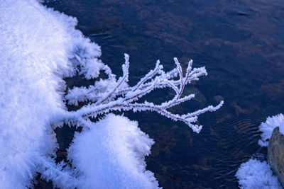 High angle view of snow covered plants