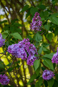 Close-up of purple flowering plants