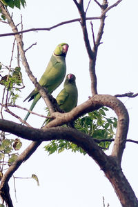 Low angle view of birds perching on branch