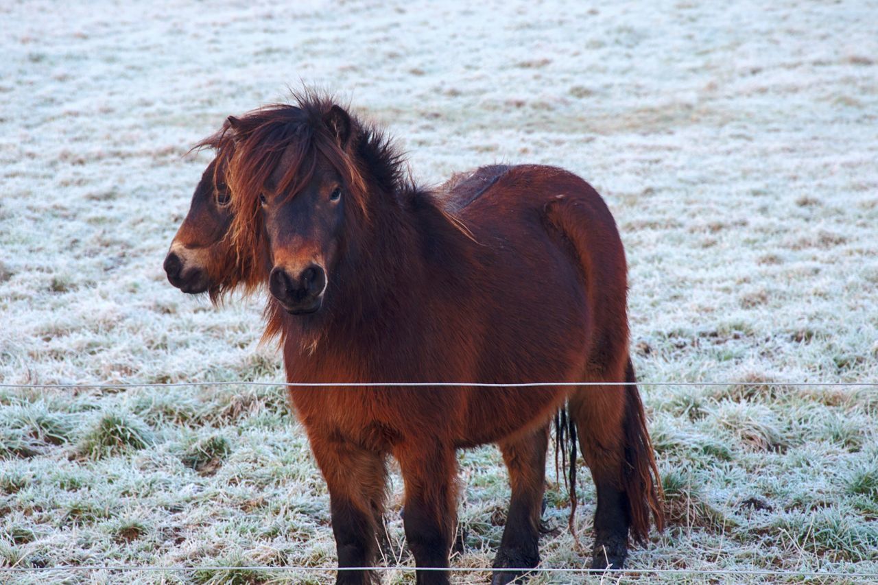 Horseheads