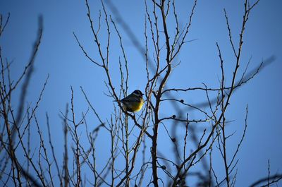 Low angle view of bird perching on branch against sky