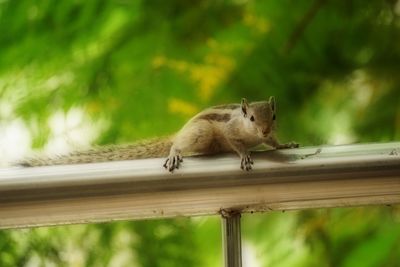 Squirrel on wooden railing