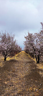 Cherry blossoms on field against sky