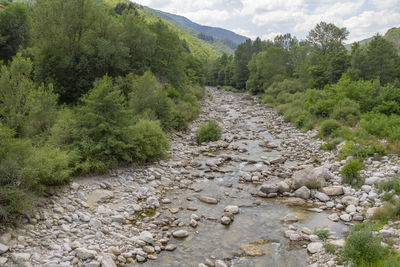 Scenic view of stream amidst trees against sky